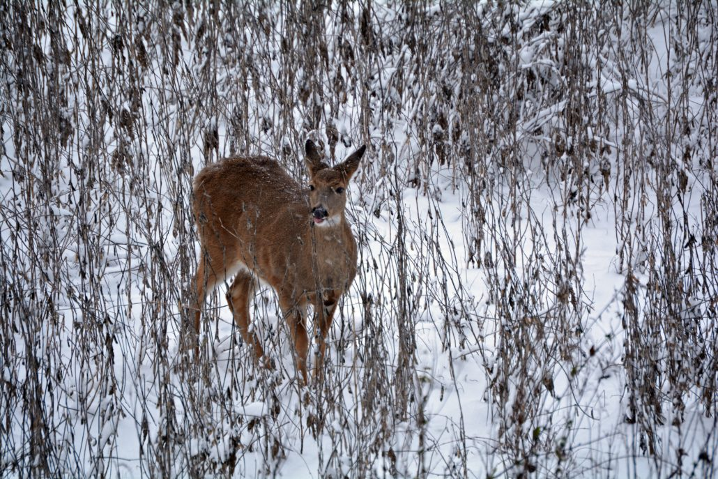 GYT90 Image Winter Deer Feeding | Guidelines and Tips for Healthy Deer